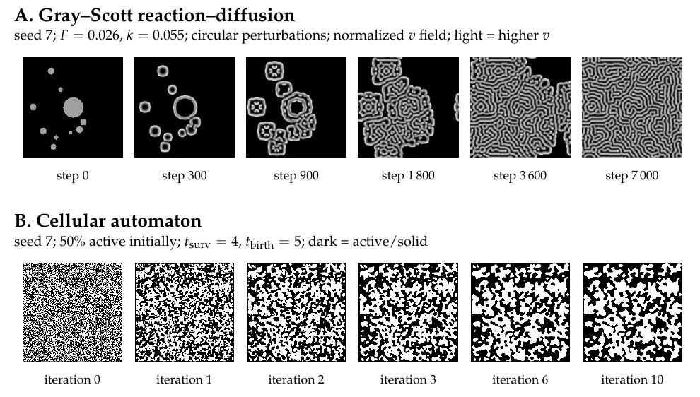 Two example progressions from the concept document. Gray-Scott spots grow into a dense maze, while a binary cellular automaton forms larger connected regions.